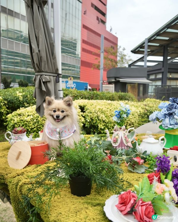 大嘥鬼｢尋找愛麗B｣互動打卡花園