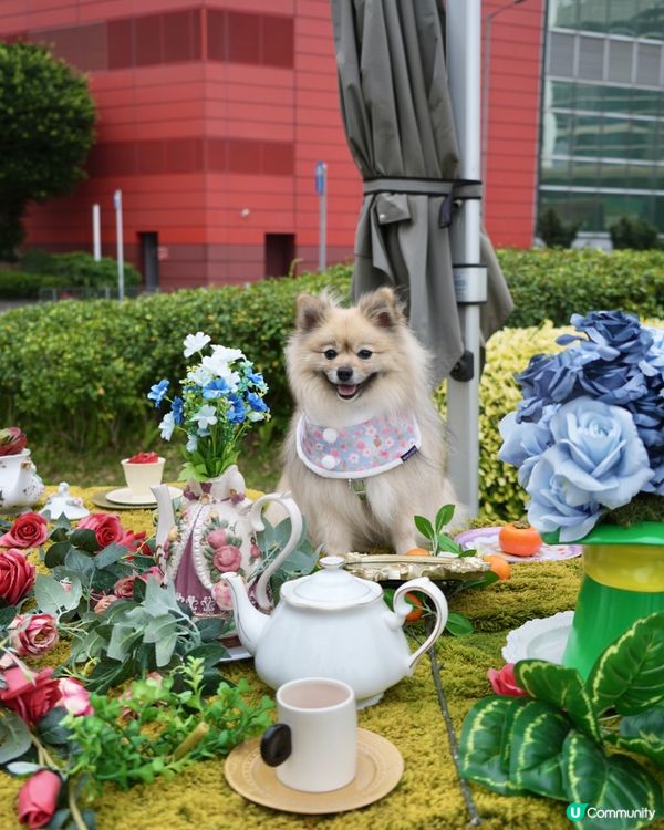 大嘥鬼｢尋找愛麗B｣互動打卡花園