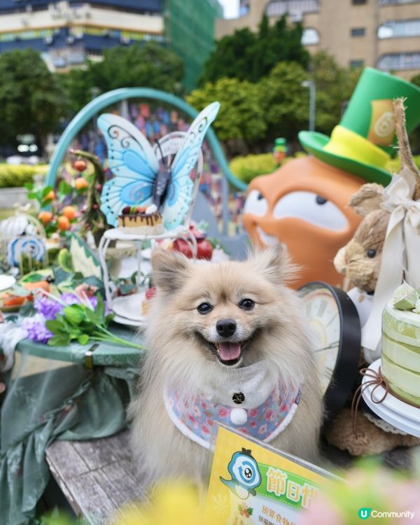 大嘥鬼｢尋找愛麗B｣互動打卡花園