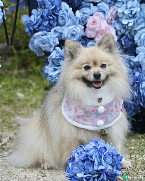 大嘥鬼｢尋找愛麗B｣互動打卡花園