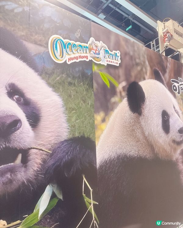## 海洋公園店仔掃貨 🐼🛍️