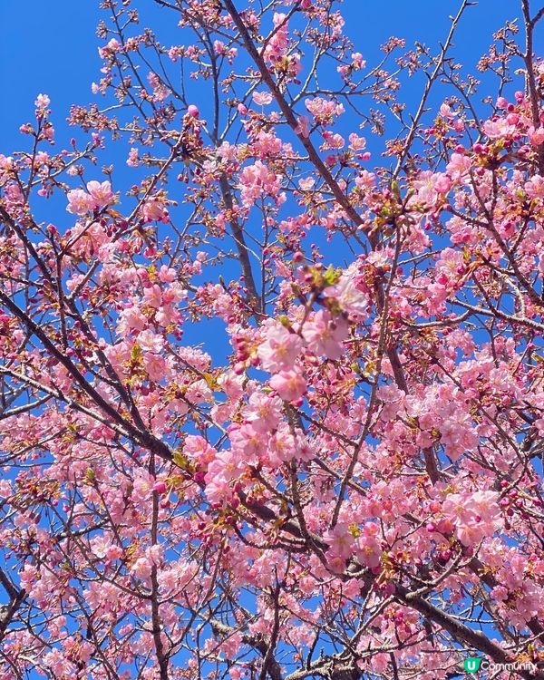 《西平畑公園》東京近郊賞櫻🌸 