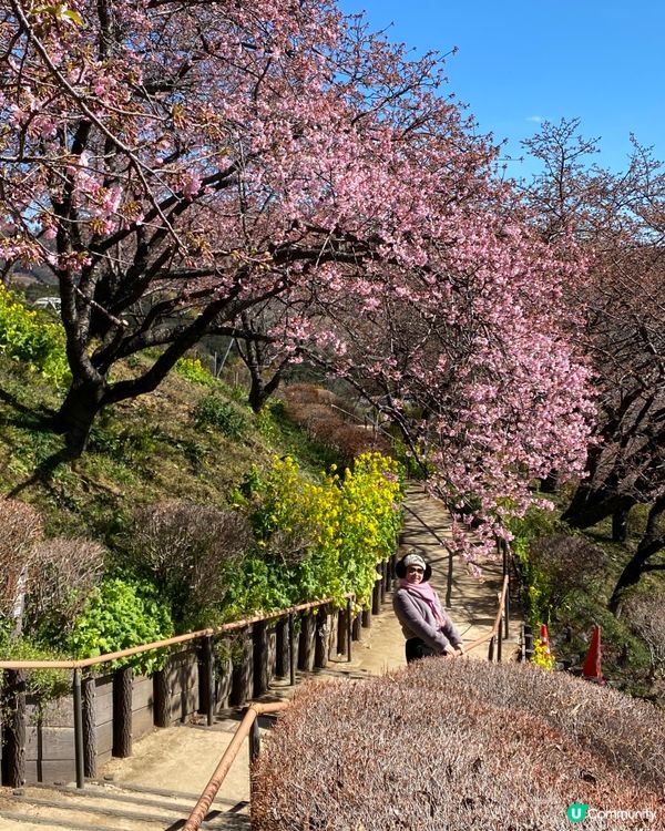《西平畑公園》東京近郊賞櫻🌸 