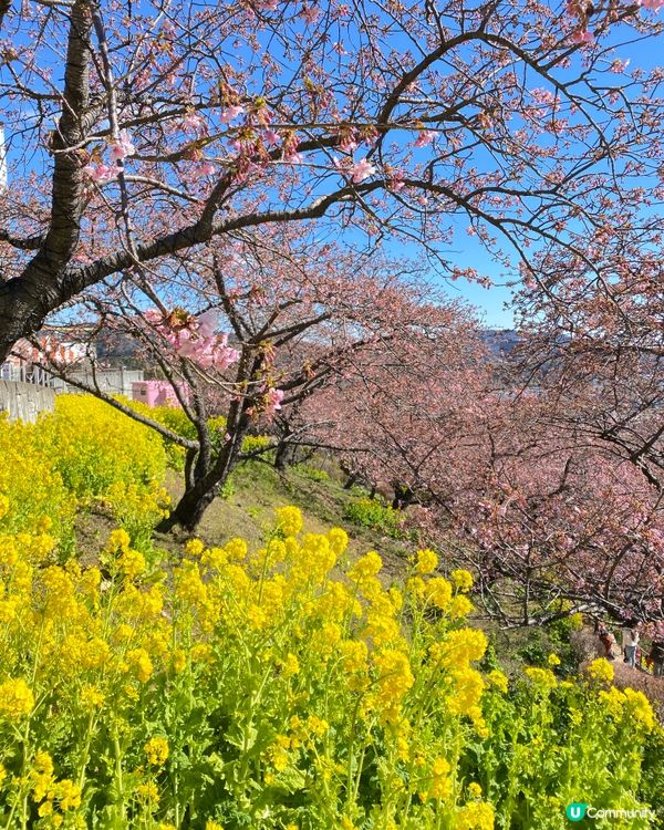 《西平畑公園》東京近郊賞櫻🌸 