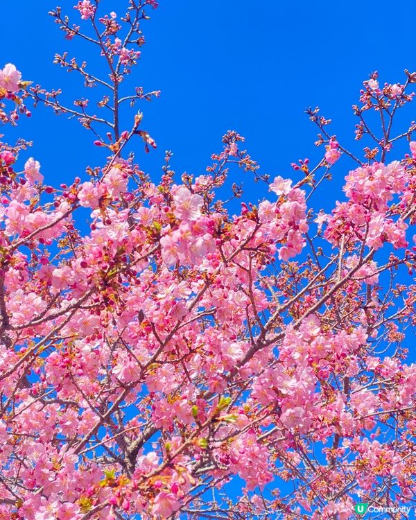 《西平畑公園》東京近郊賞櫻🌸 