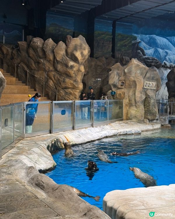 ｢🇭🇰海洋公園比迪士尼更值回票價‼️｣