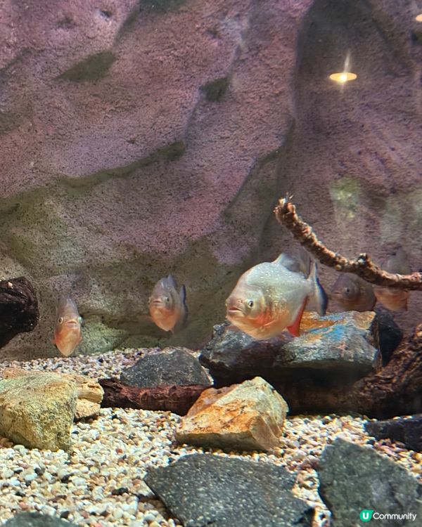 ｢🇭🇰海洋公園比迪士尼更值回票價‼️｣