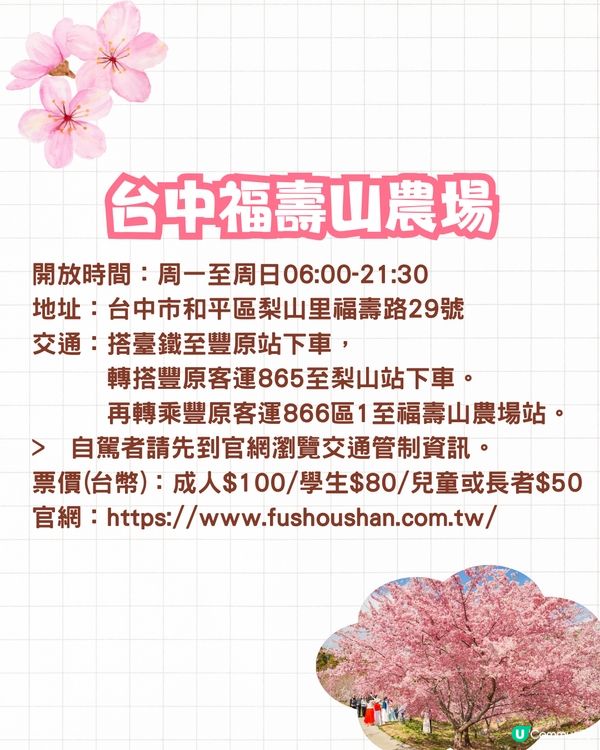 2025台灣5大櫻花景點推介🌸陽明山/九族/武陵農場賞櫻攻略🔥附花期+票價+交通資訊