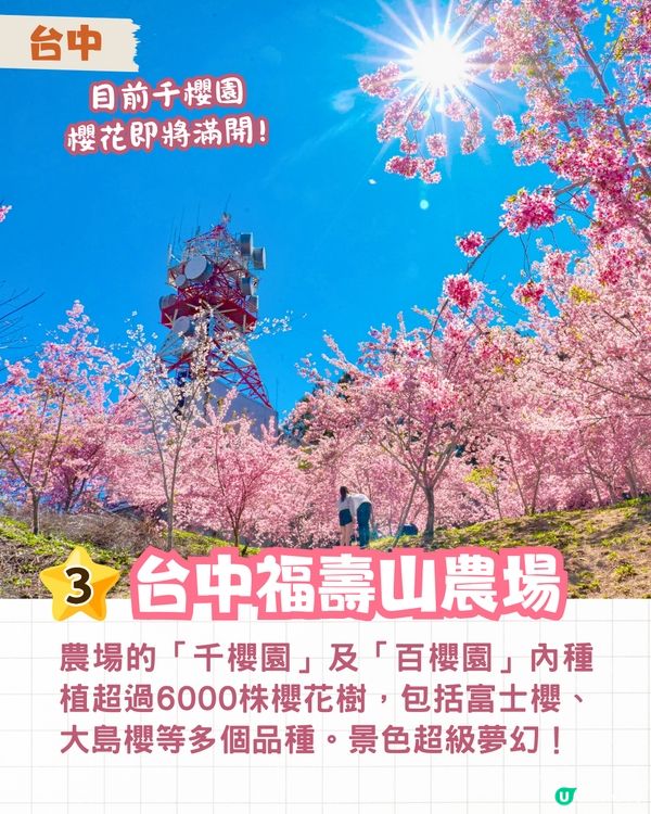 2025台灣5大櫻花景點推介🌸陽明山/九族/武陵農場賞櫻攻略🔥附花期+票價+交通資訊