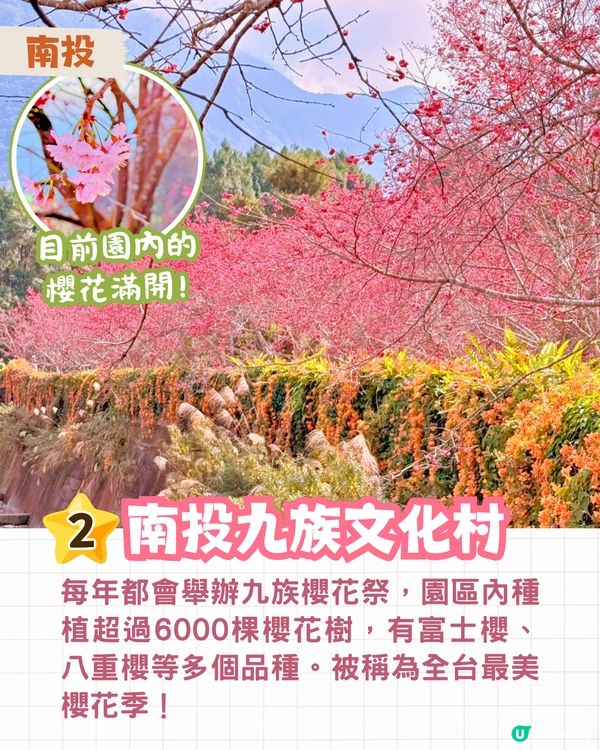 2025台灣5大櫻花景點推介🌸陽明山/九族/武陵農場賞櫻攻略🔥附花期+票價+交通資訊