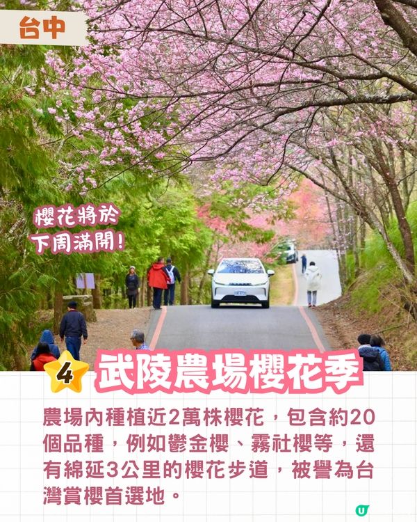 2025台灣5大櫻花景點推介🌸陽明山/九族/武陵農場賞櫻攻略🔥附花期+票價+交通資訊