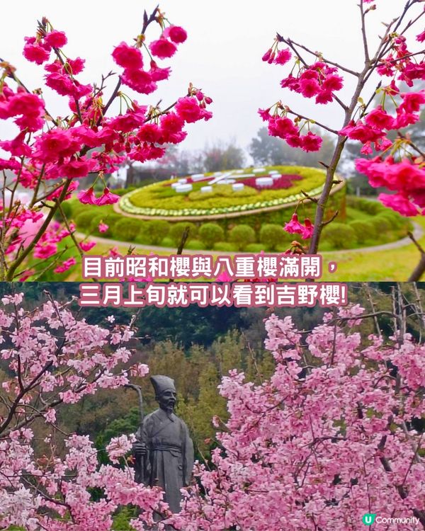 2025台灣5大櫻花景點推介🌸陽明山/九族/武陵農場賞櫻攻略🔥附花期+票價+交通資訊
