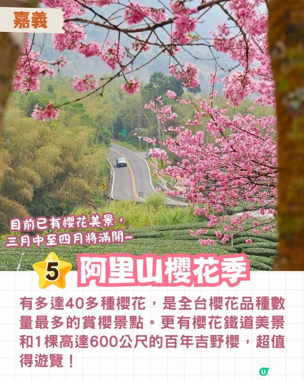 2025台灣5大櫻花景點推介🌸陽明山/九族/武陵農場賞櫻攻略🔥附花期+票價+交通資訊