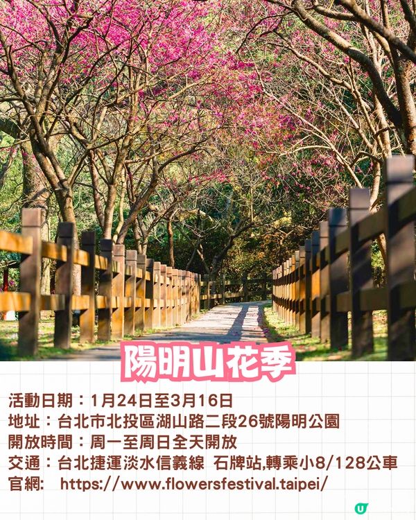 2025台灣5大櫻花景點推介🌸陽明山/九族/武陵農場賞櫻攻略🔥附花期+票價+交通資訊