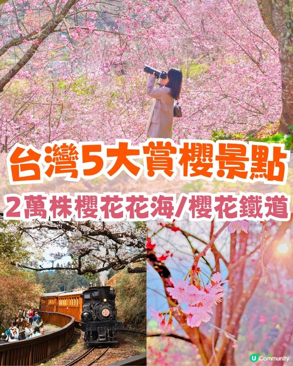2025台灣5大櫻花景點推介🌸陽明山/九族/武陵農場賞櫻攻略🔥附花期+票價+交通資訊