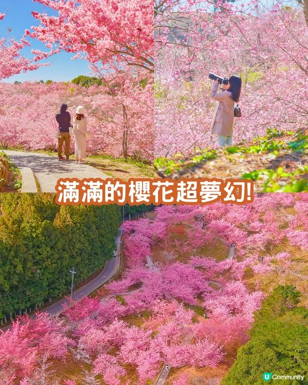 2025台灣5大櫻花景點推介🌸陽明山/九族/武陵農場賞櫻攻略🔥附花期+票價+交通資訊