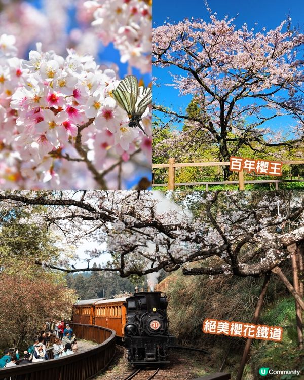 2025台灣5大櫻花景點推介🌸陽明山/九族/武陵農場賞櫻攻略🔥附花期+票價+交通資訊