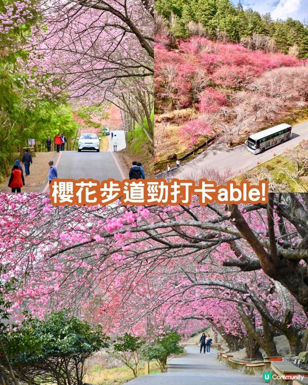 2025台灣5大櫻花景點推介🌸陽明山/九族/武陵農場賞櫻攻略🔥附花期+票價+交通資訊