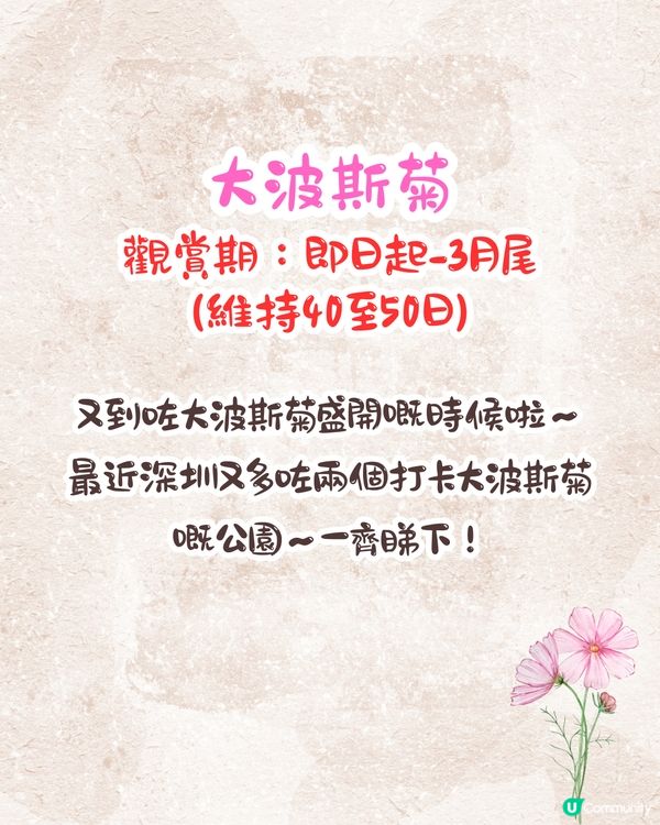 深圳大波斯菊花海📸2大新晉打卡公園‼️免費入場/附交通教學+4大打卡TIPS