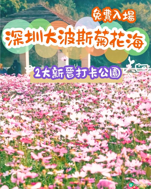 深圳大波斯菊花海📸2大新晉打卡公園‼️免費入場/附交通教學+4大打卡TIPS