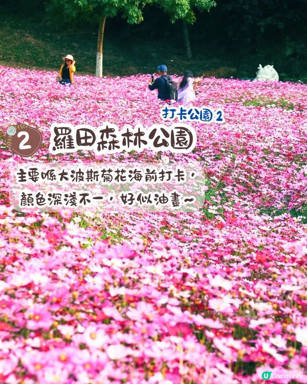 深圳大波斯菊花海📸2大新晉打卡公園‼️免費入場/附交通教學+4大打卡TIPS