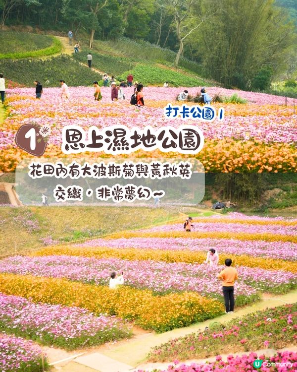 深圳大波斯菊花海📸2大新晉打卡公園‼️免費入場/附交通教學+4大打卡TIPS