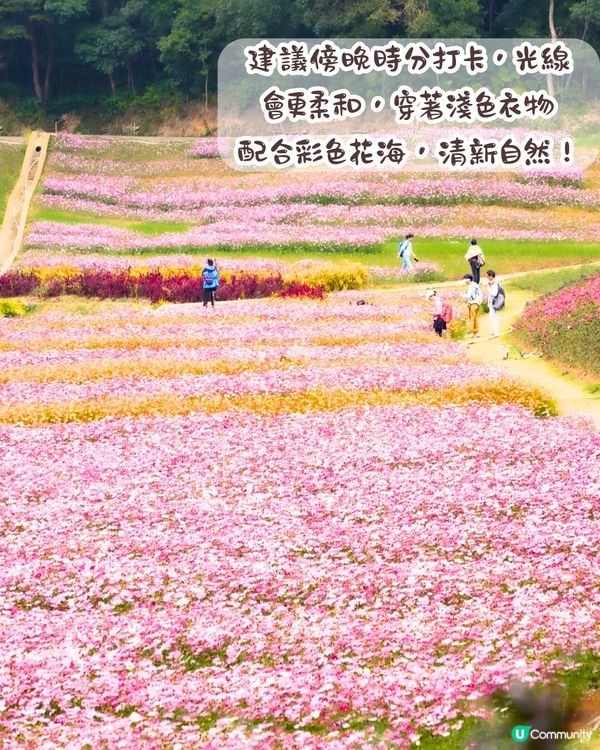 深圳大波斯菊花海📸2大新晉打卡公園‼️免費入場/附交通教學+4大打卡TIPS