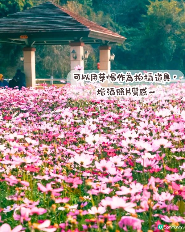 深圳大波斯菊花海📸2大新晉打卡公園‼️免費入場/附交通教學+4大打卡TIPS