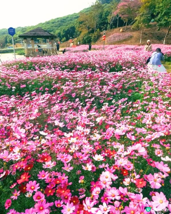 深圳大波斯菊花海📸2大新晉打卡公園‼️免費入場/附交通教學+4大打卡TIPS