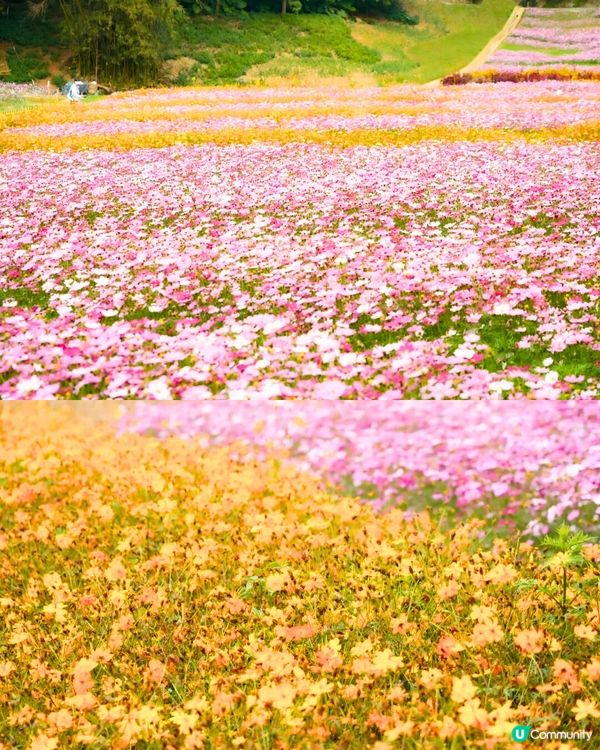 深圳大波斯菊花海📸2大新晉打卡公園‼️免費入場/附交通教學+4大打卡TIPS