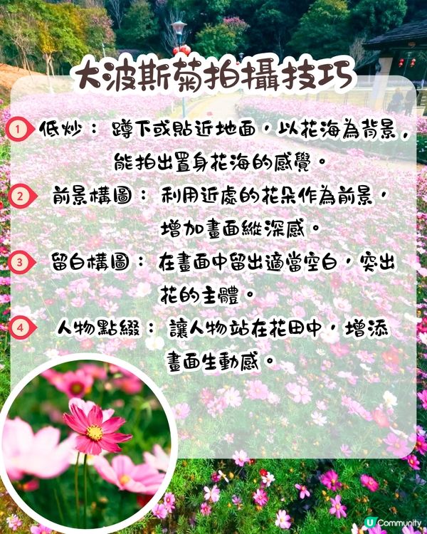 深圳大波斯菊花海📸2大新晉打卡公園‼️免費入場/附交通教學+4大打卡TIPS