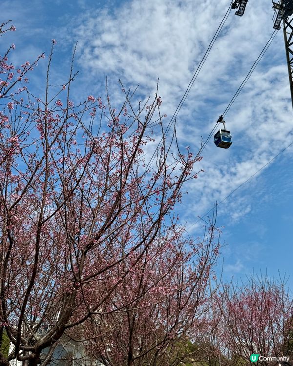 如有天櫻花正開🌸香港嘅櫻花係咪都一樣咁浪漫？