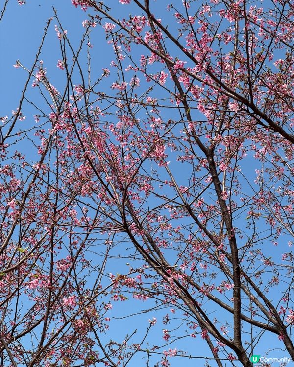 如有天櫻花正開🌸香港嘅櫻花係咪都一樣咁浪漫？
