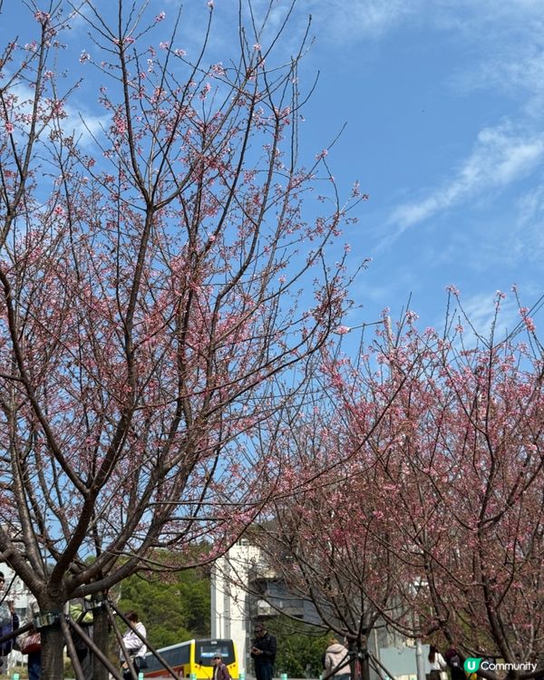 如有天櫻花正開🌸香港嘅櫻花係咪都一樣咁浪漫？
