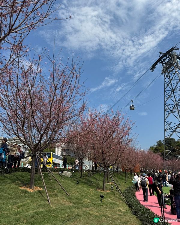 如有天櫻花正開🌸香港嘅櫻花係咪都一樣咁浪漫？