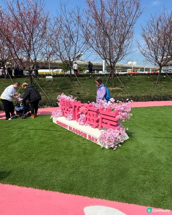 如有天櫻花正開🌸香港嘅櫻花係咪都一樣咁浪漫？