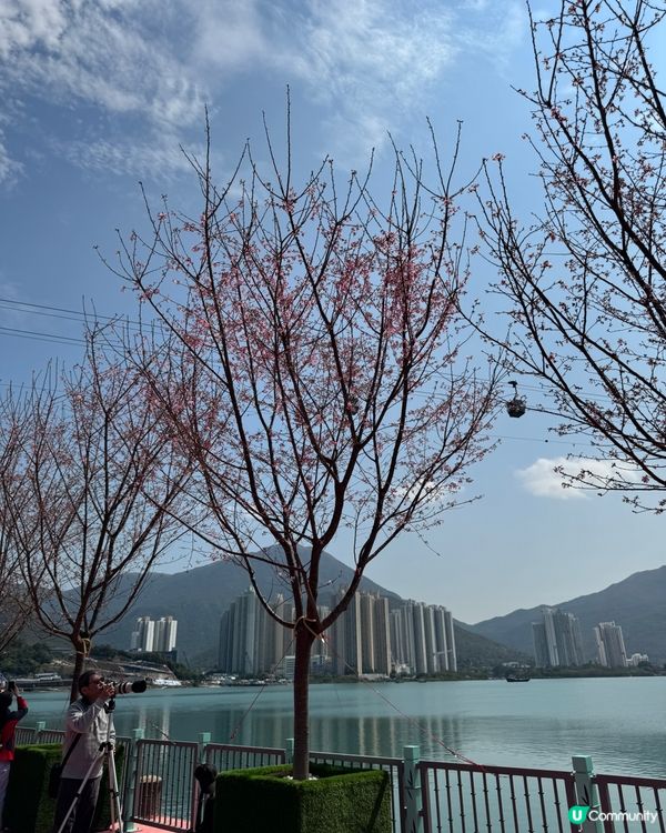 如有天櫻花正開🌸香港嘅櫻花係咪都一樣咁浪漫？