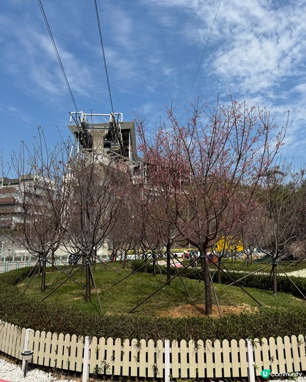 如有天櫻花正開🌸香港嘅櫻花係咪都一樣咁浪漫？