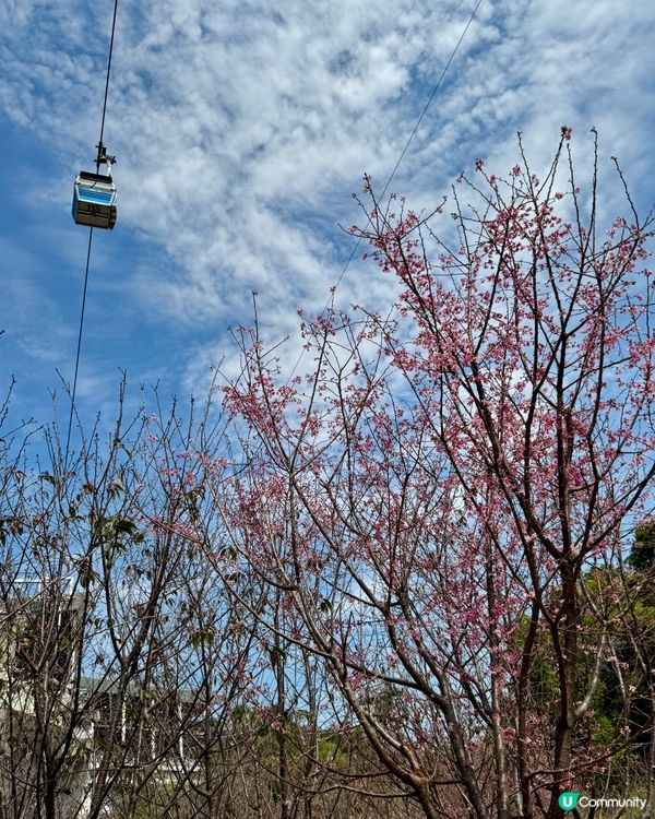 如有天櫻花正開🌸香港嘅櫻花係咪都一樣咁浪漫？