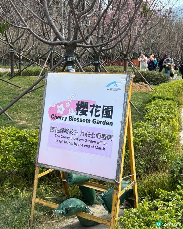 如有天櫻花正開🌸香港嘅櫻花係咪都一樣咁浪漫？