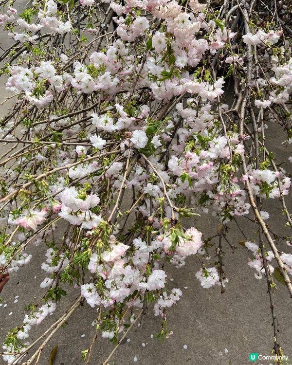 ## 深圳觀瀾湖櫻花 🙅🏻‍♀️  假到喊 😭