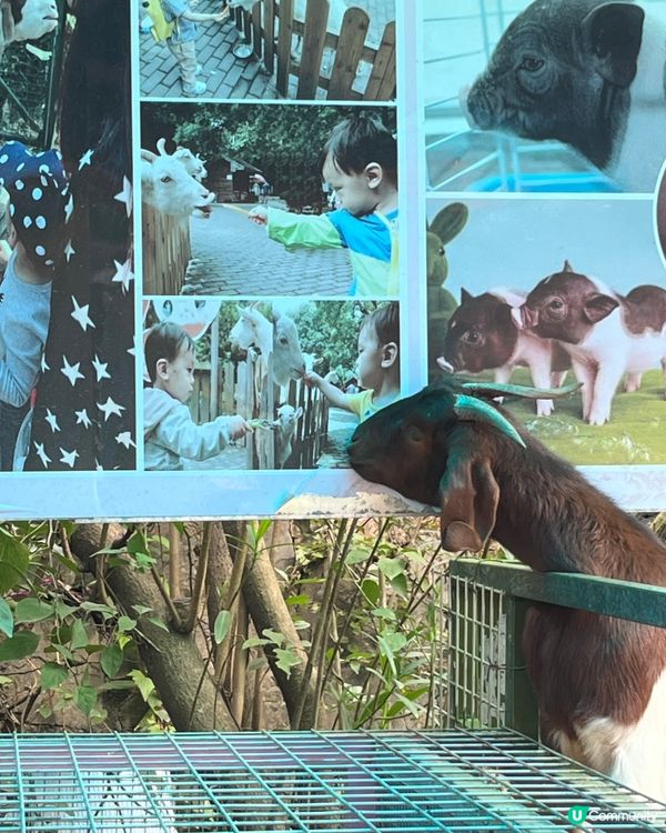 ## 深圳觀瀾湖櫻花 🙅🏻‍♀️  假到喊 😭