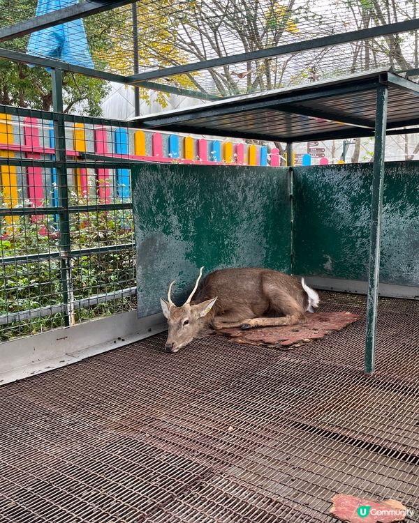 ## 深圳觀瀾湖櫻花 🙅🏻‍♀️  假到喊 😭