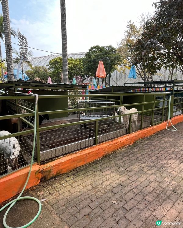 ## 深圳觀瀾湖櫻花 🙅🏻‍♀️  假到喊 😭