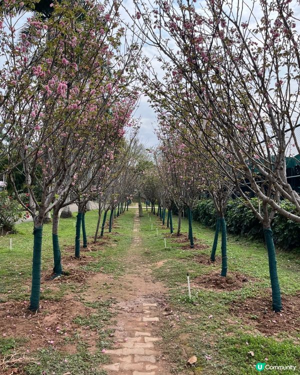## 深圳觀瀾湖櫻花 🙅🏻‍♀️  假到喊 😭