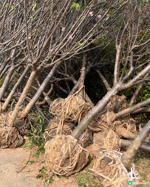 ## 深圳觀瀾湖櫻花 🙅🏻‍♀️  假到喊 😭