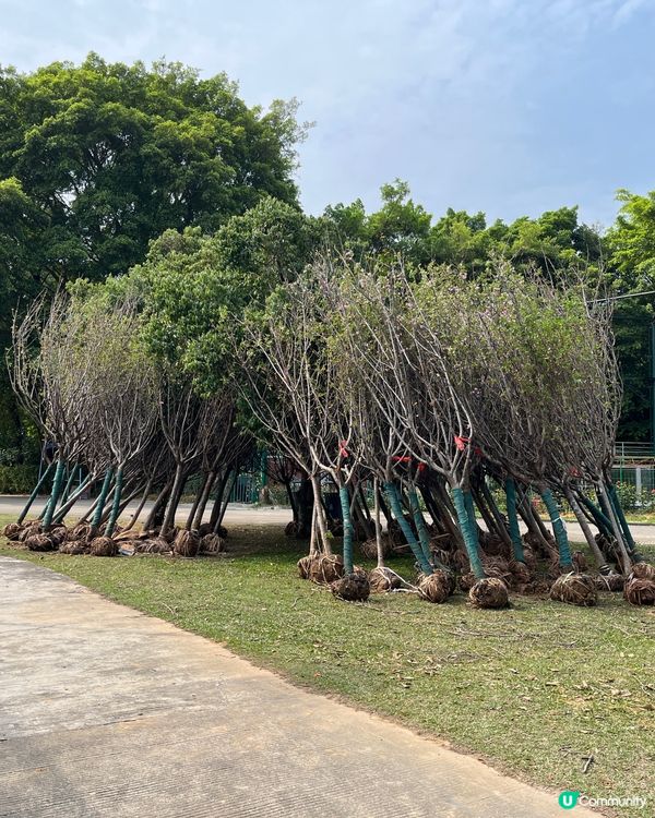 ## 深圳觀瀾湖櫻花 🙅🏻‍♀️  假到喊 😭