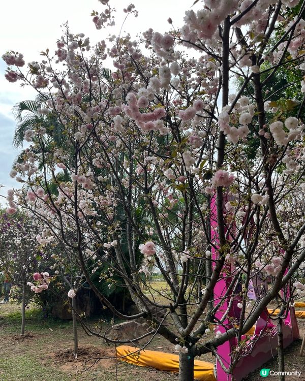 ## 深圳觀瀾湖櫻花 🙅🏻‍♀️  假到喊 😭