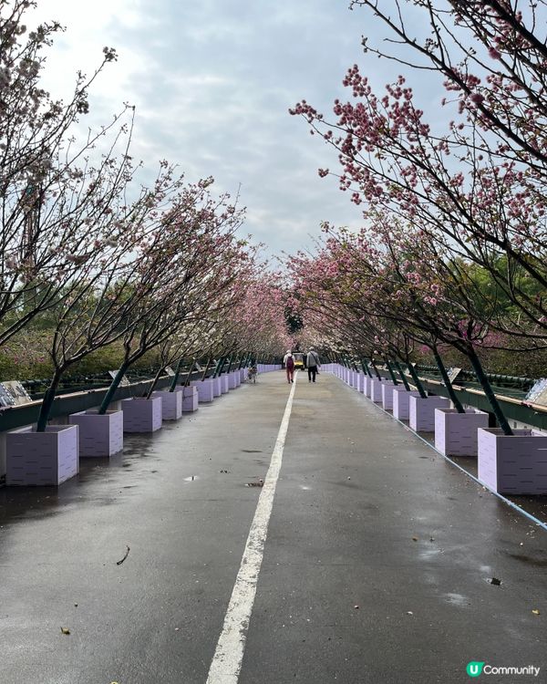 ## 深圳觀瀾湖櫻花 🙅🏻‍♀️  假到喊 😭