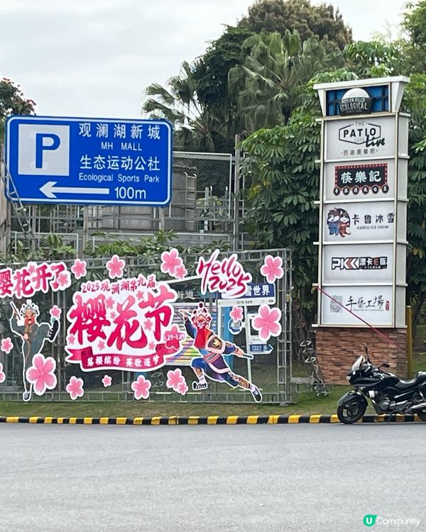 ## 深圳觀瀾湖櫻花 🙅🏻‍♀️  假到喊 😭